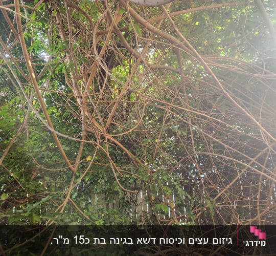 סבך ענפים וצמחייה צפופה בגינה מזווית נמוכה